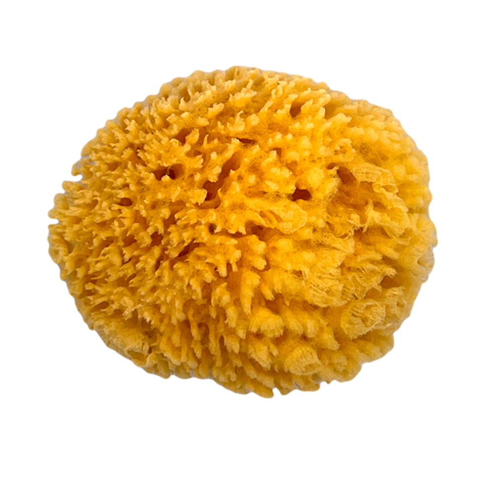 EPONGE
